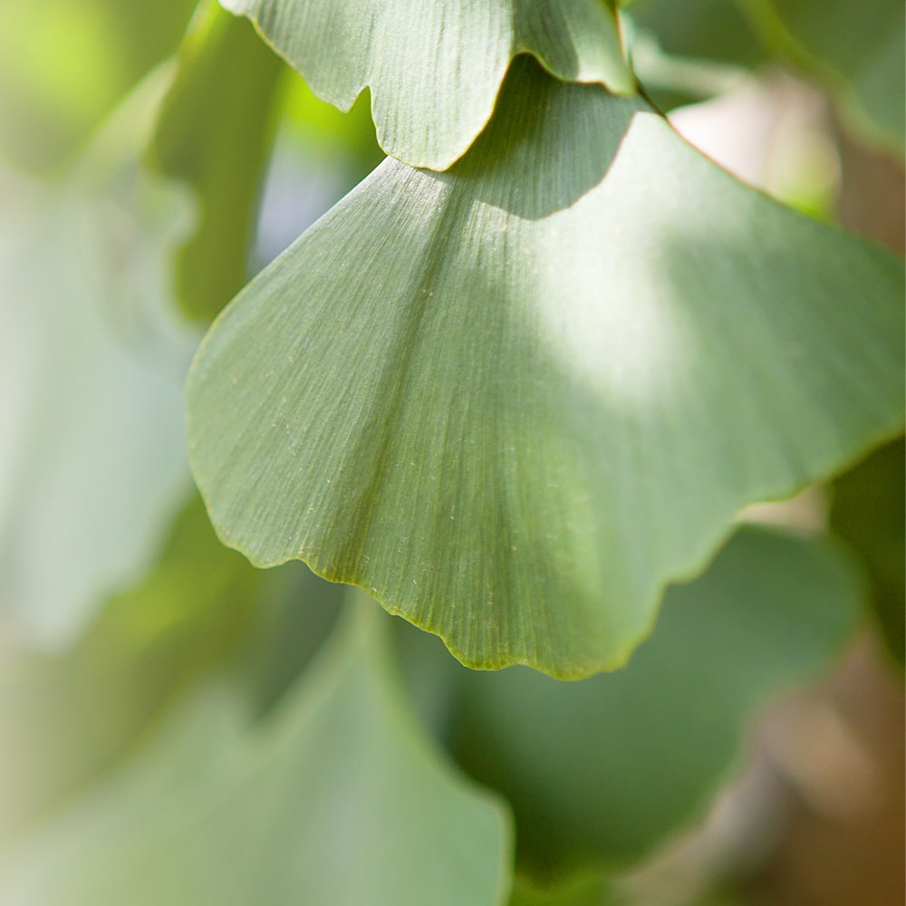 A Ginkgo biloba egészségügyi előnyei