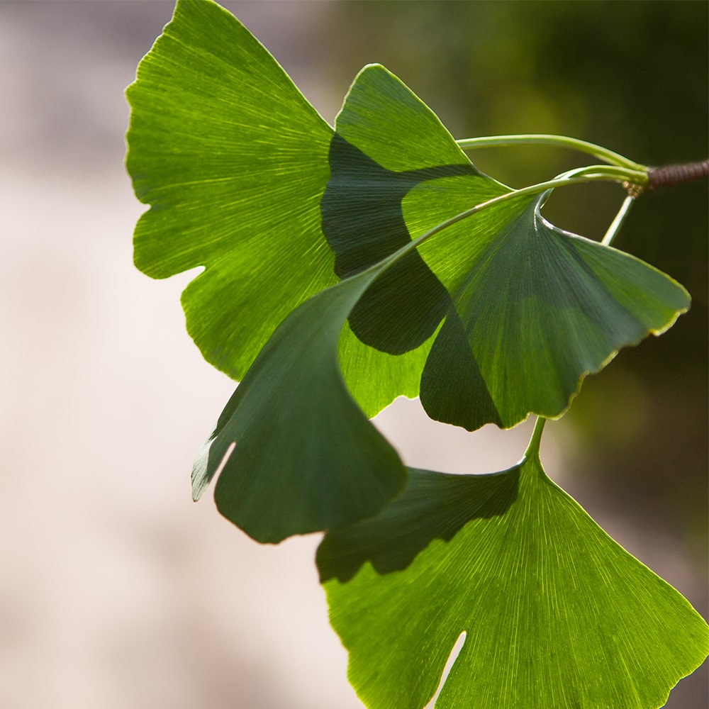 A Ginkgo biloba kivonat felgyorsíthatja az agy helyreállítását a stroke utáni első hetekben