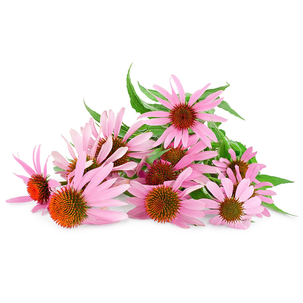 Az Echinacea előnyei és felhasználása