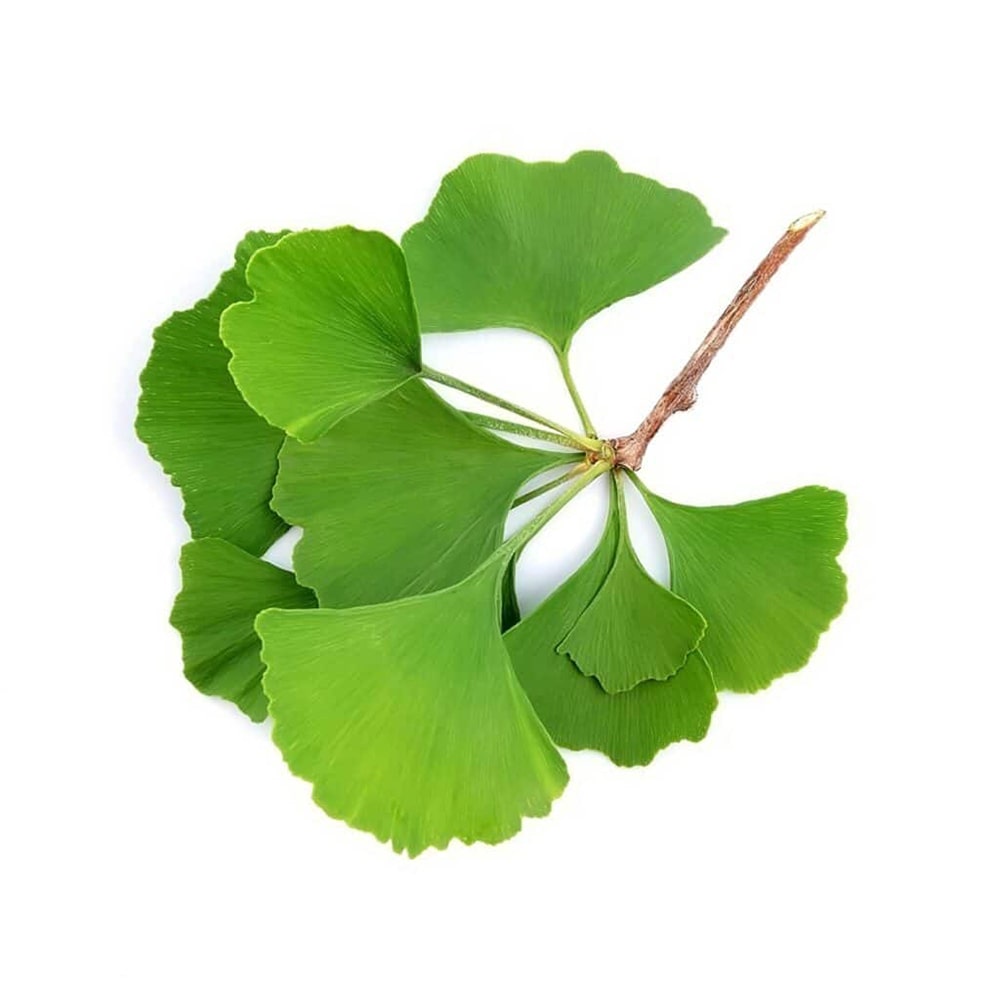 Ginkgo Biloba