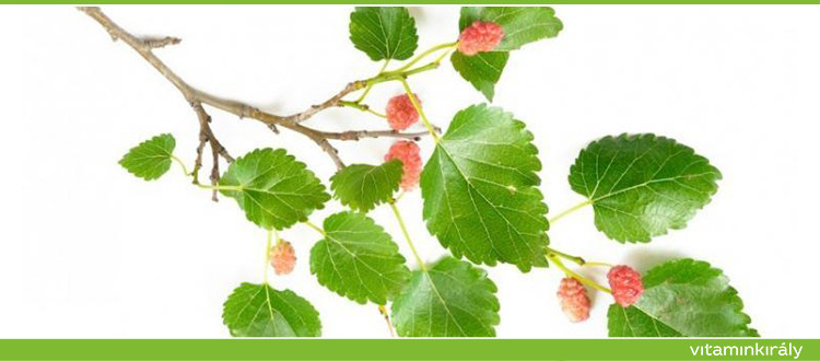 Az eperfa levele értékes a diabétesz természetes kezelésében.