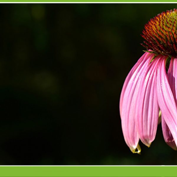 Az Echinacea előnyei és felhasználása