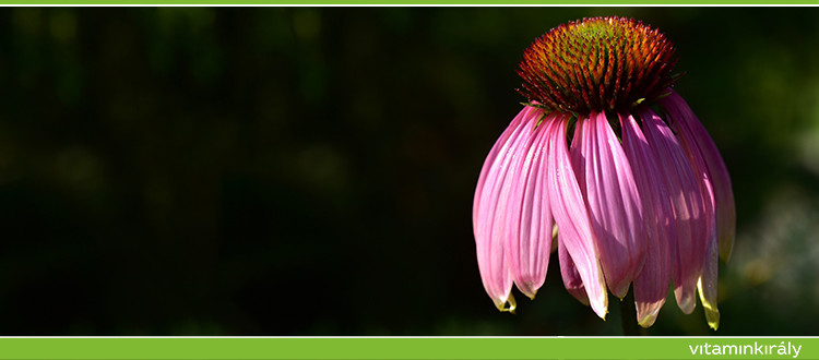 Az Echinacea előnyei és felhasználása